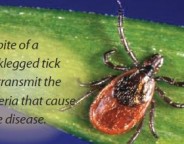 Blacklegged Tick