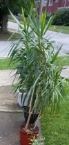 Indoor Plants