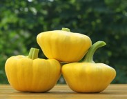 Patty pan squash