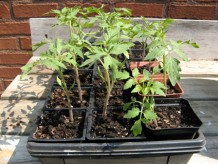 Tomato plants