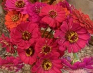 Zinnia Bouquet