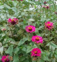 Zinnia Plants