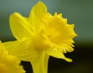daffodil - chillin
