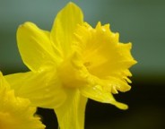 daffodil - chillin