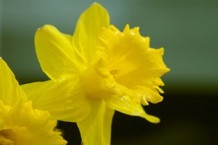 daffodil - chillin