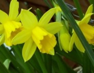 Daffodils