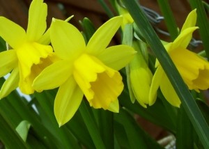 daffodils