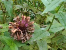 Dead zinnias